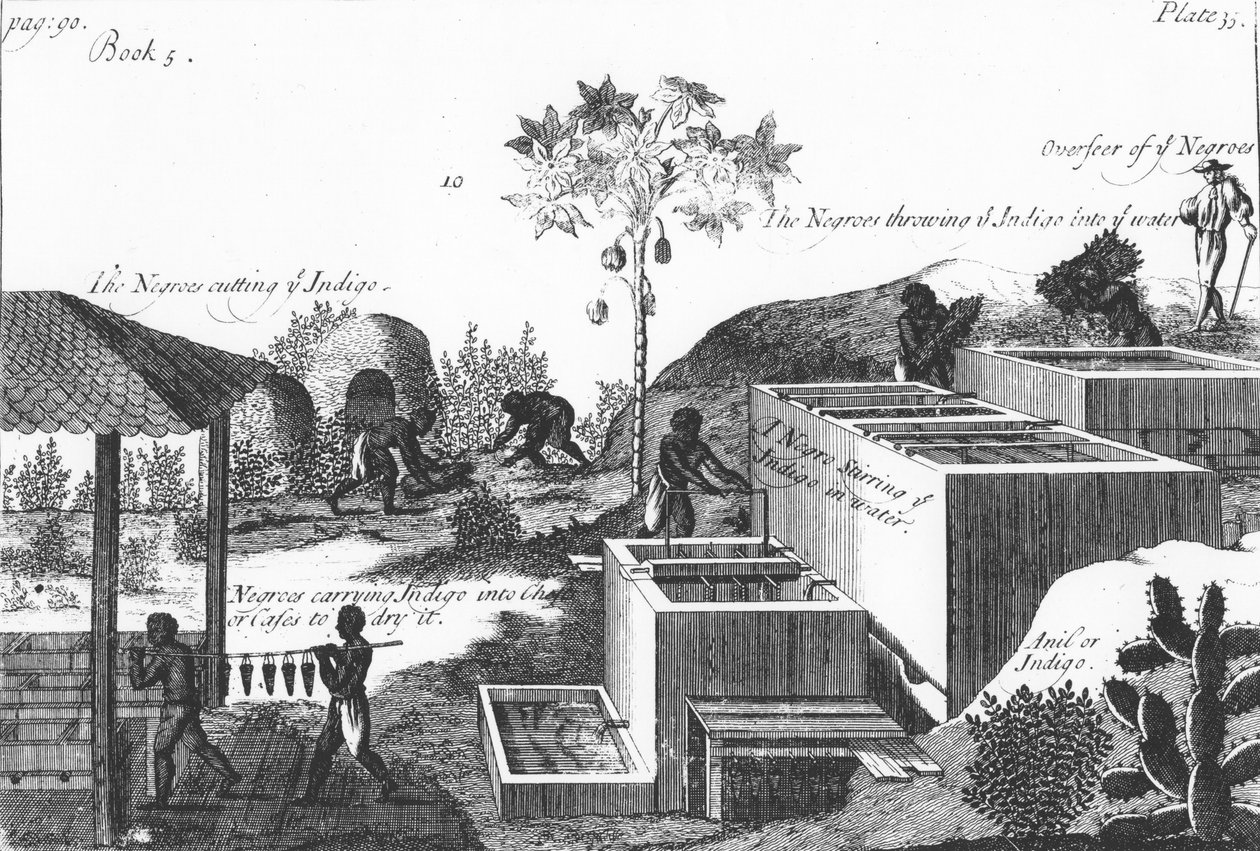 Producing Indigo Dye with Slave Labour: West Indies or Central America by Unbekannt