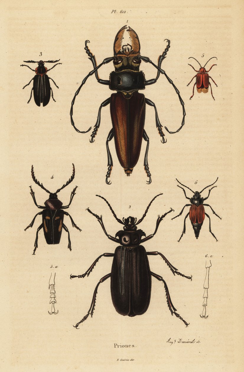 Psalidognathus friendii, Madre de la Culebra, Acanthinodera cumingii, Allocerus dilaticorne, Callipogos barbatus, Anacolus sanguineus and Prionus flavipennis by Unbekannt