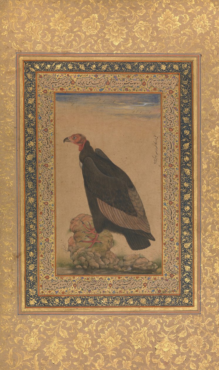 Red-Headed Vulture, Folio from the Shah Jahan Album, recto and verso: early 19th century by Unbekannt