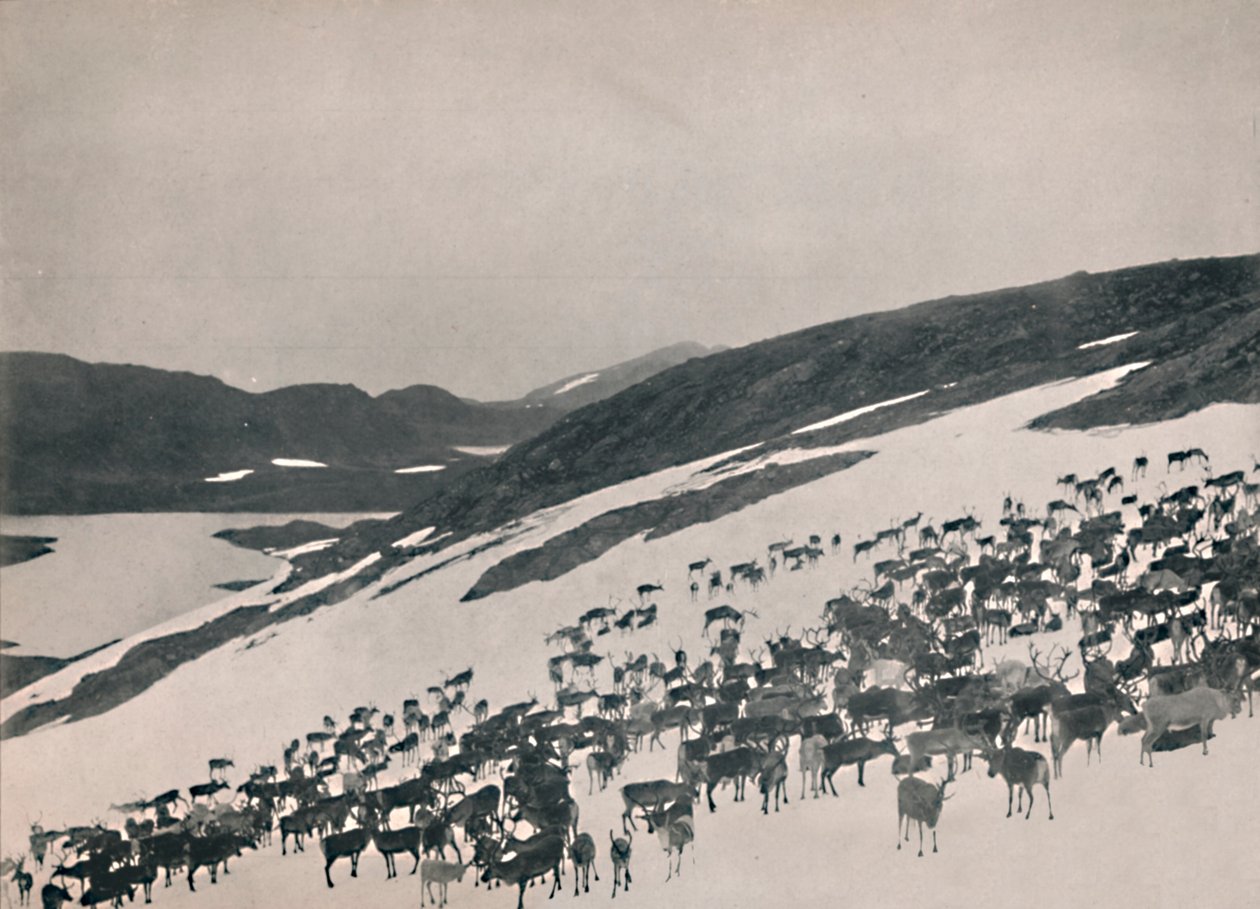 Reindeer on the Mountains, 1914 by Unbekannt