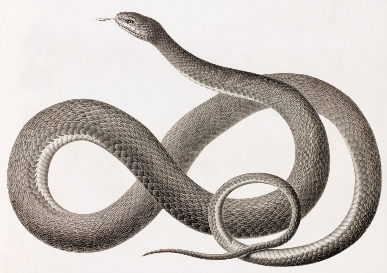 Reptiles: A Close-Up Image of an Illustration of a Snake by Unbekannt