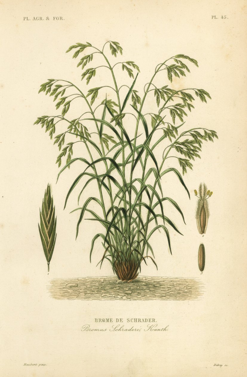 Rescuegrass, or Schrader