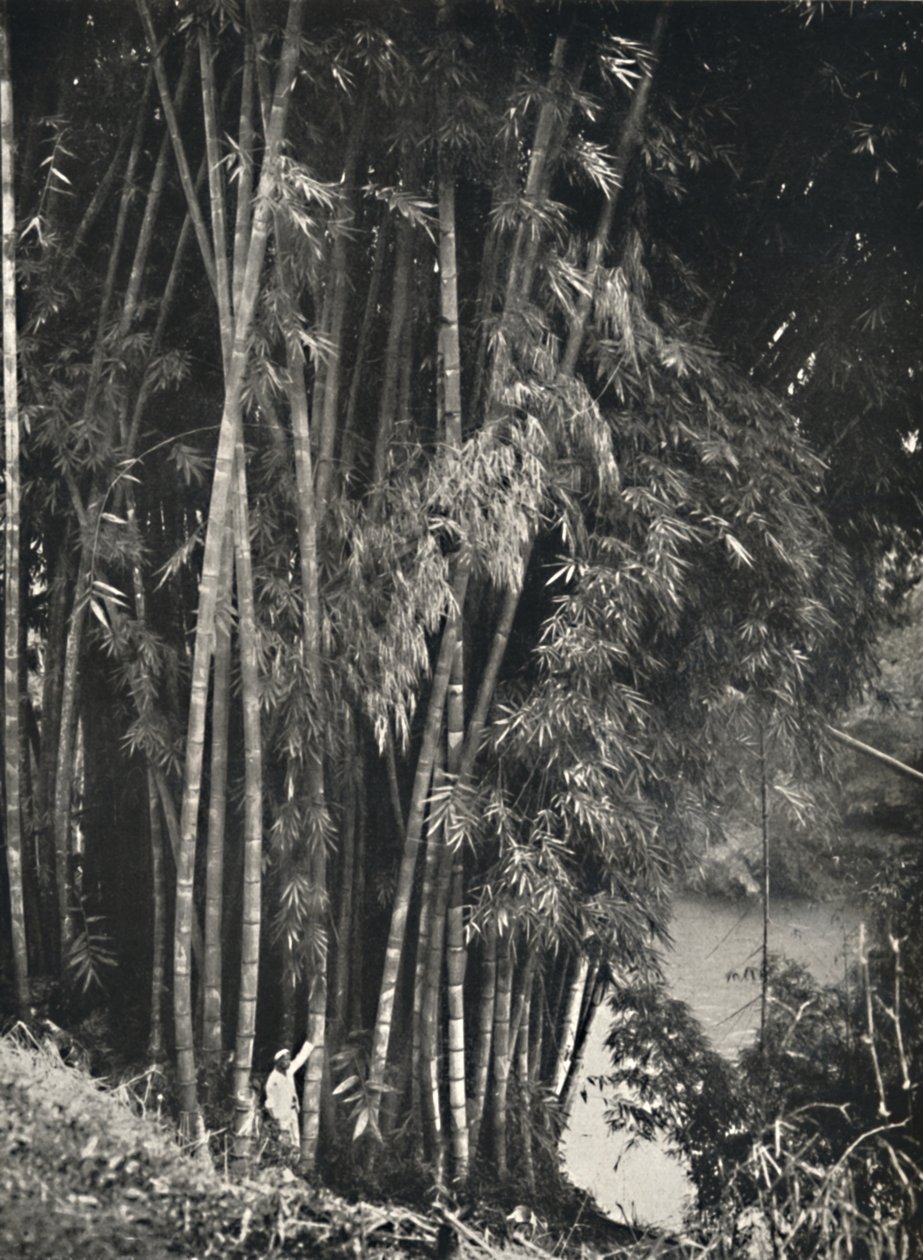 Giant Bamboo Dendrocalamus Giganteus in Peradeniya near Kandy by Unbekannt