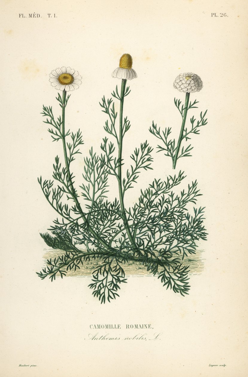 Roman camomile, Chamaemelum nobile, Anthemis nobilis by Unbekannt