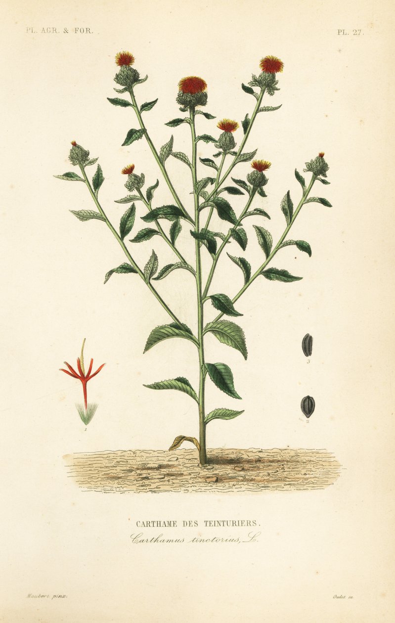 Safflower, Carthamus tinctorius by Unbekannt