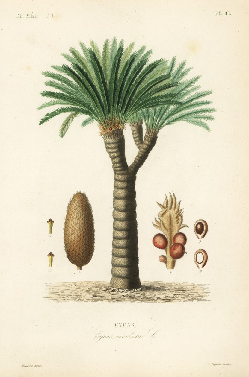 Sago palm, king sago, sago cycad or Japanese sago palm, Cycas revoluta by Unbekannt