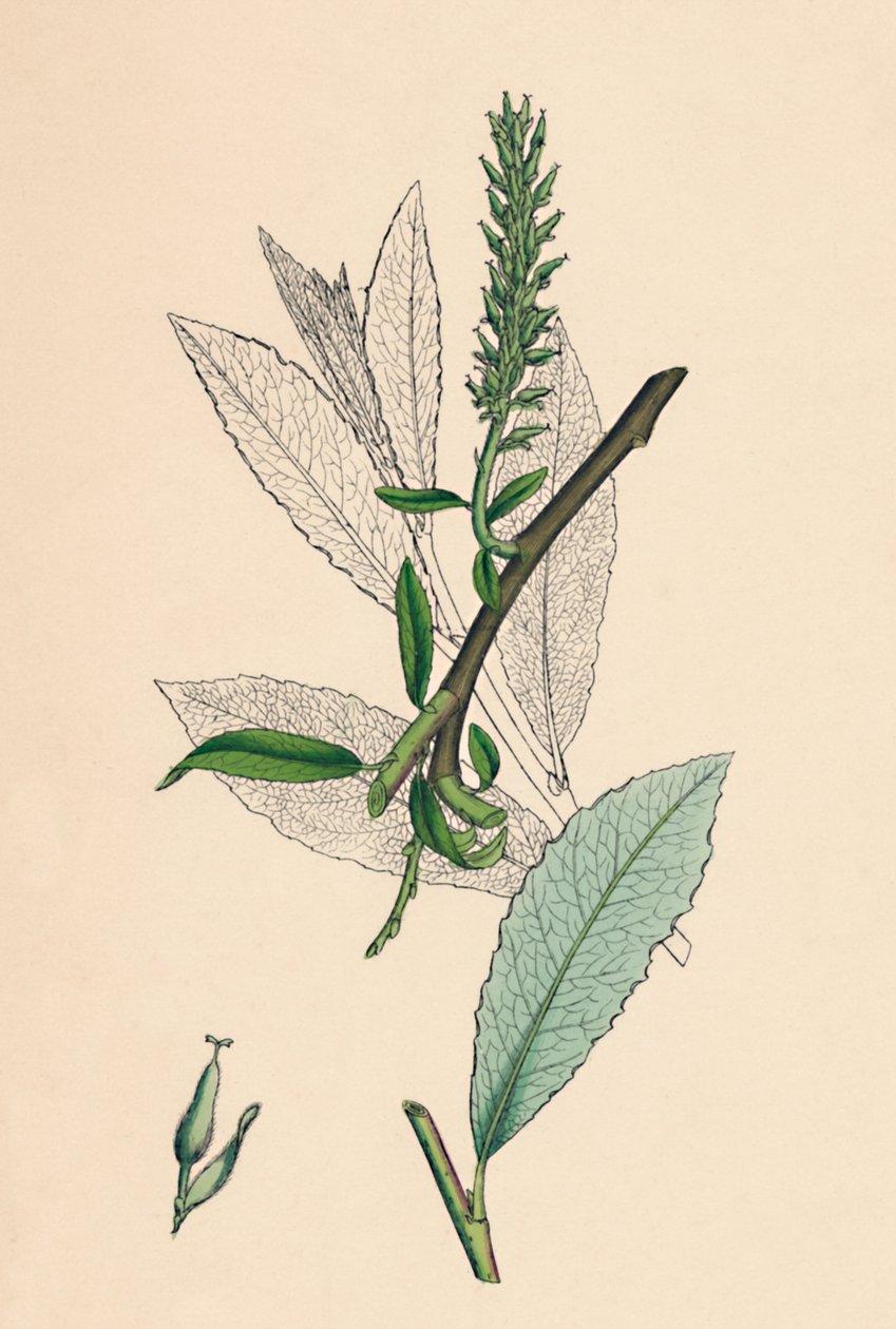 Tea-leaved Sallow, var. a. by Unbekannt