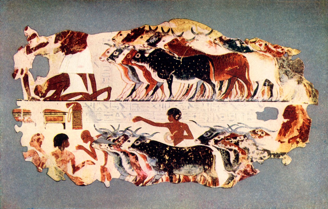 Scene Representing the Driving of a Large Herd of Cattle on an Egyptian Farm by Unbekannt