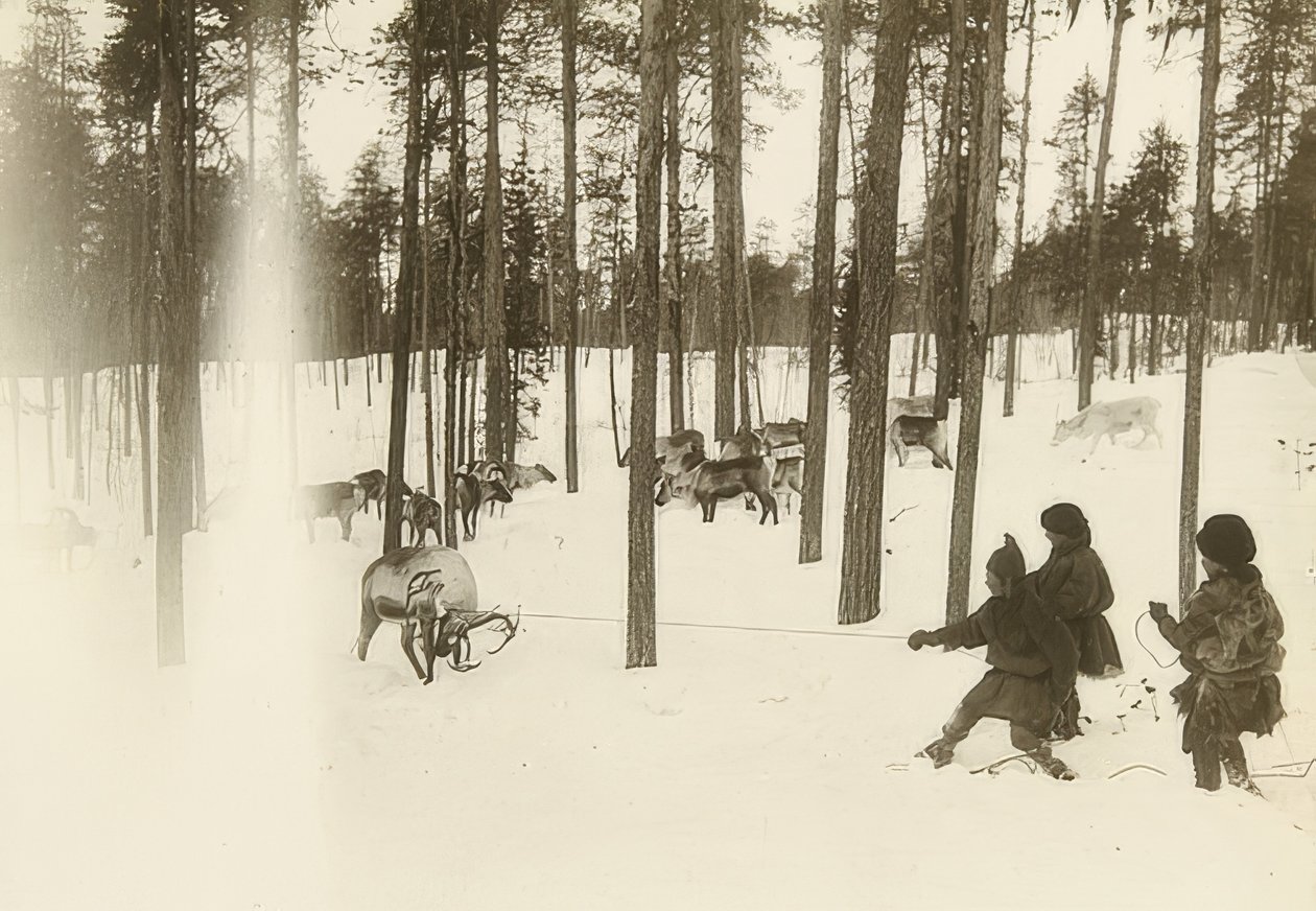Sweden. Lapps (Sami) Catching a Reindeer by Unbekannt