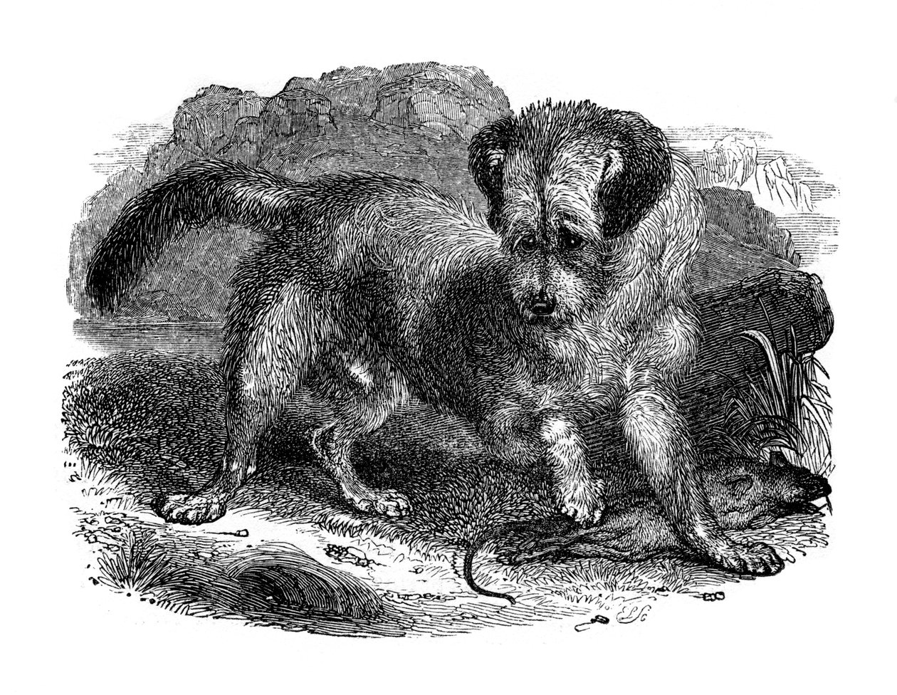 Scottish Terrier by Unbekannt