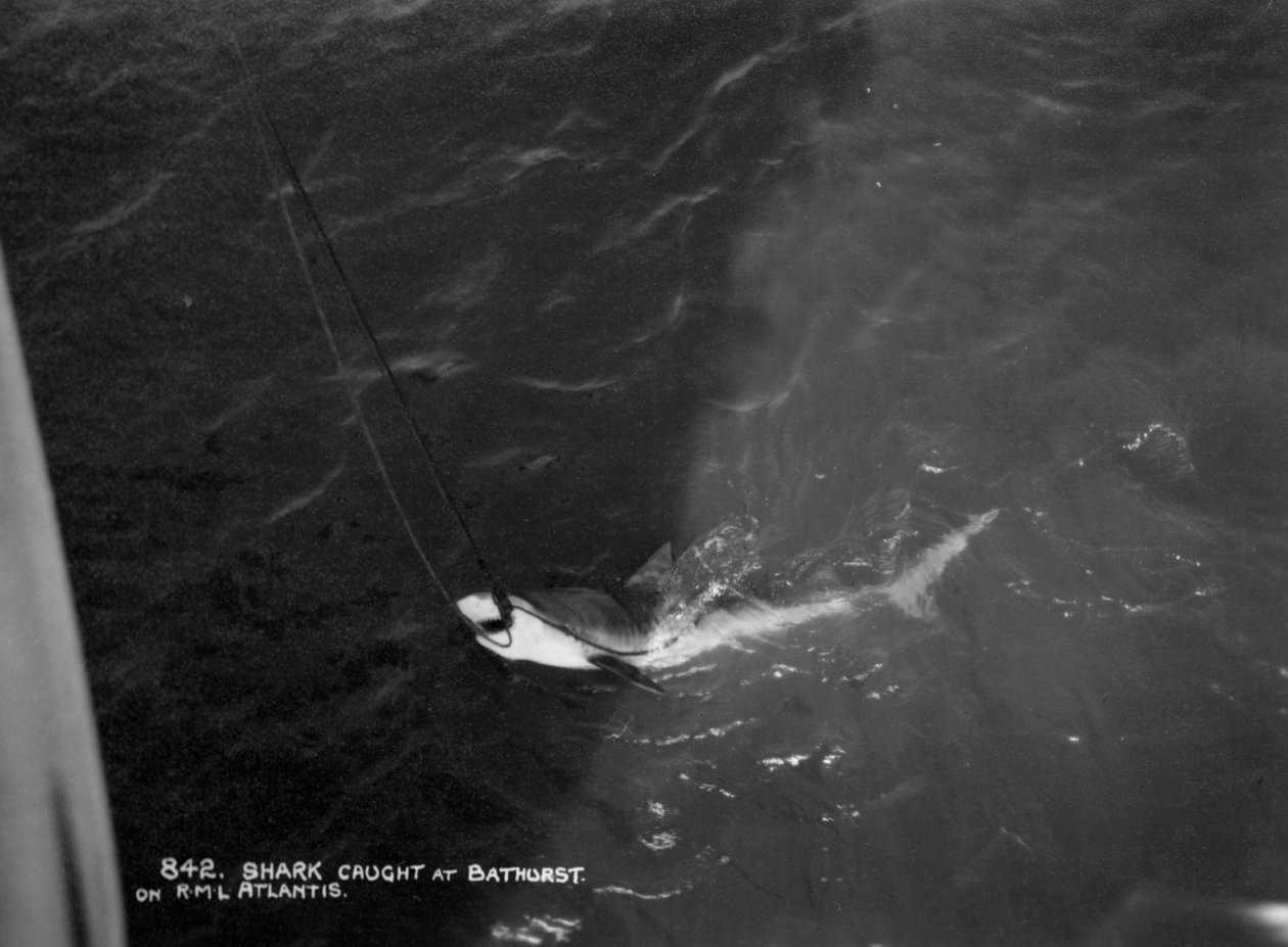 Shark Caught by the Cruise Ship Atlantis, off Bathurst, Gambia by Unbekannt