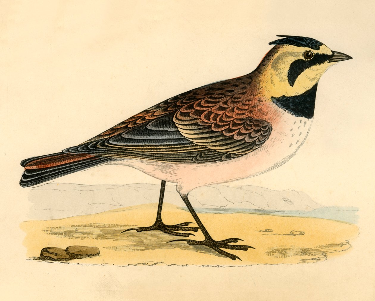 Shore Lark, late 19th century by Unbekannt
