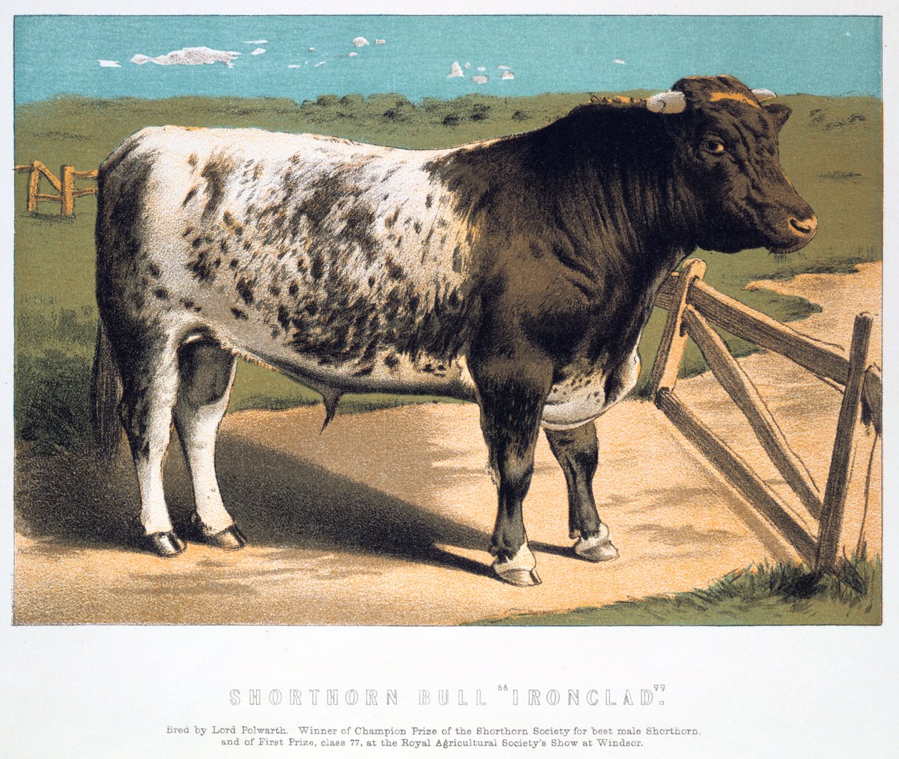 Shorthorn Bull Ironclad, 1875 by Unbekannt