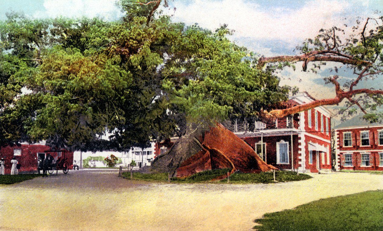 Silk Cotton Tree, Nassau, New Providence, Bahamas, 1900s by Unbekannt