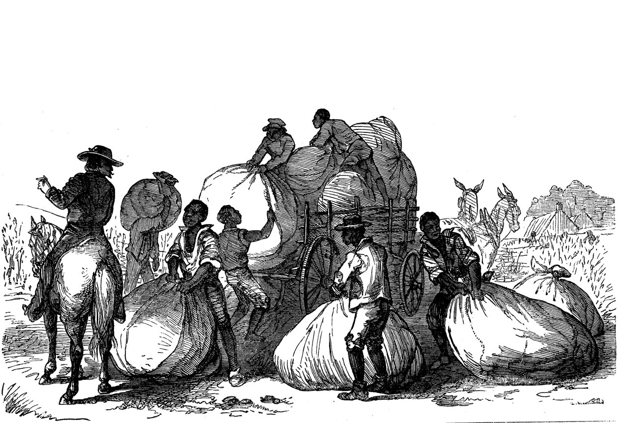 Slave Labour Loading Sacks of Cotton on Cart, Southern States of USA by Unbekannt
