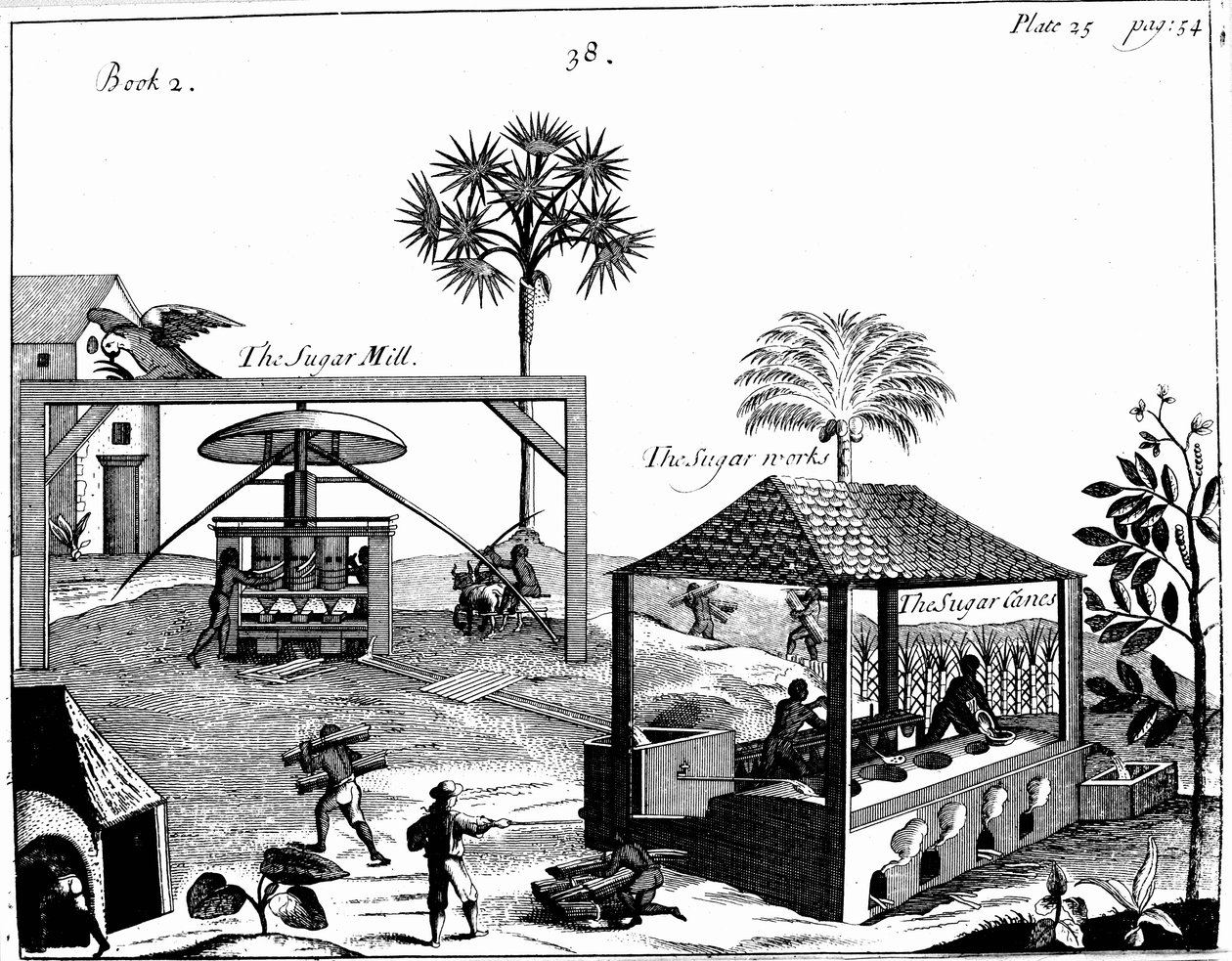 Slave Labour on a Sugar Plantation in the West Indies by Unbekannt