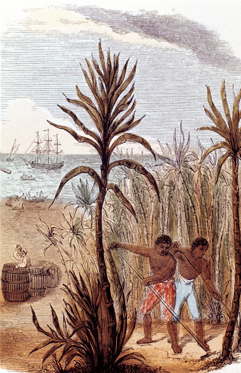 Slaves Cultivating Sugar Cane in the West Indies, 1852 by Unbekannt