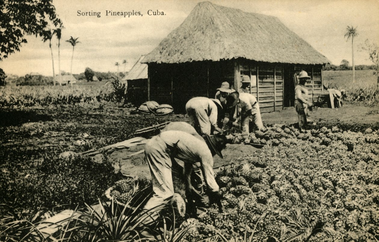 Sorting Pineapples, Cuba by Unbekannt