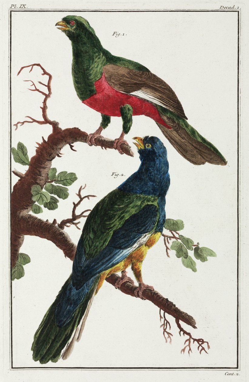 South American Birds by Unbekannt