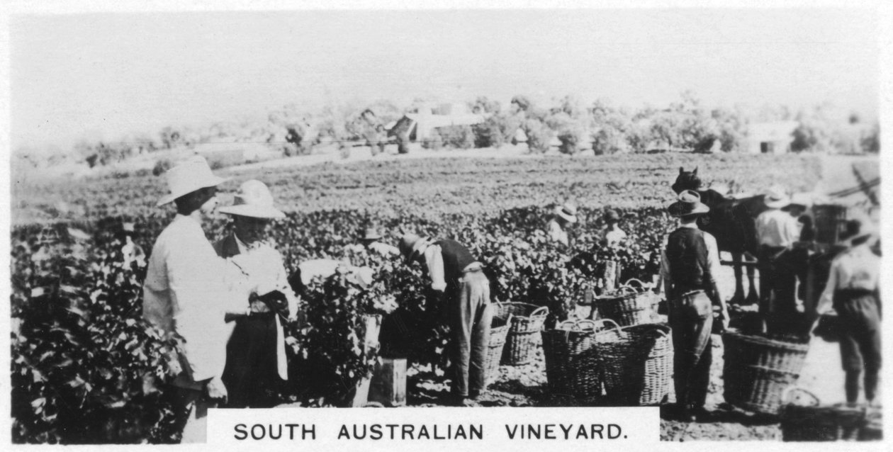 South Australian Vineyard, 1928 by Unbekannt