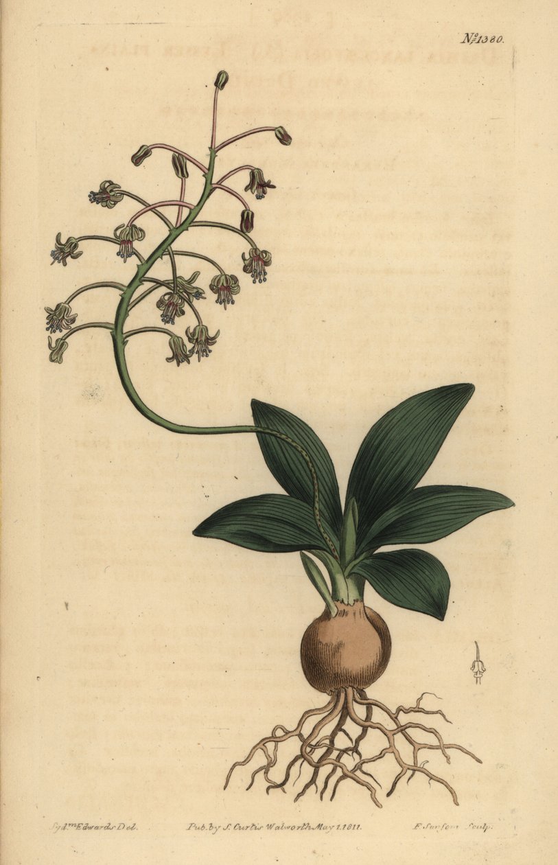 South Indian squill, Ledebouria revoluta by Unbekannt