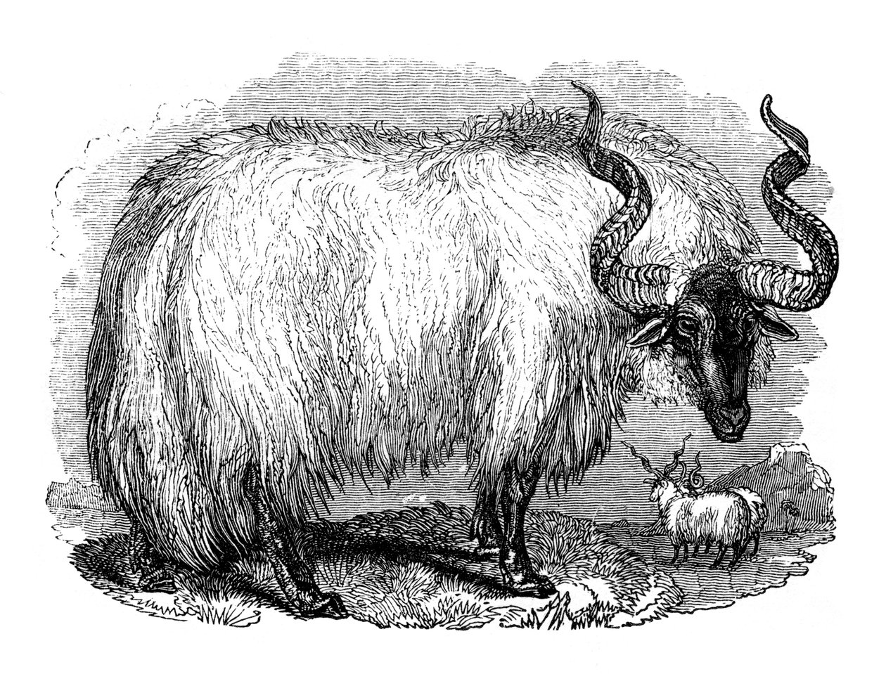 Spanish Sheep, 1848 by Unbekannt