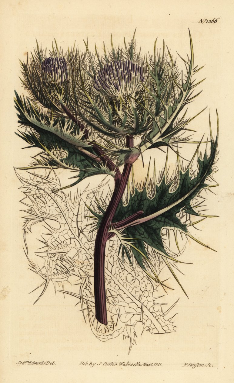 Spiniest thistle, Cirsium spinosissimum by Unbekannt
