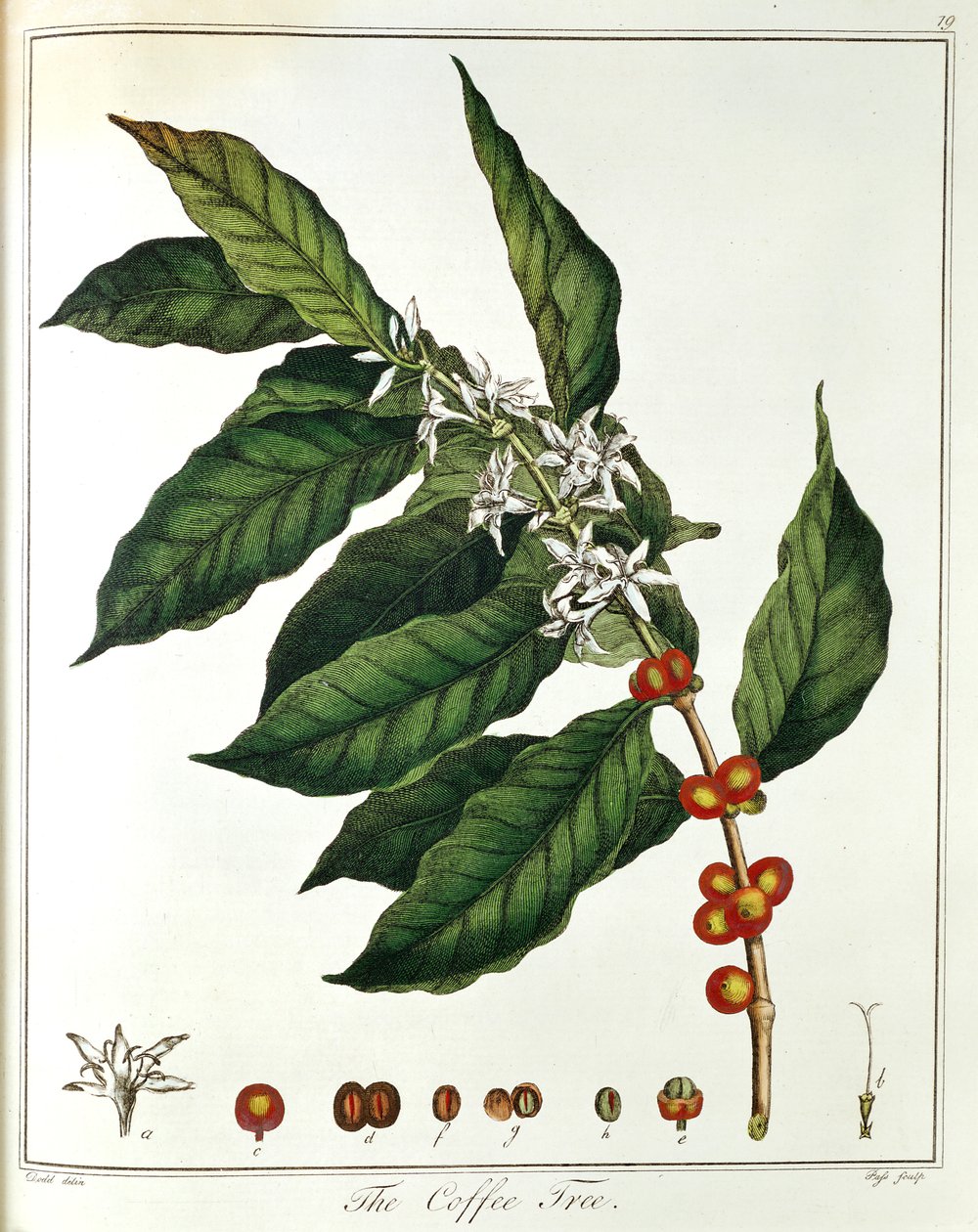 Sprig of Coffee Coffea arabica Showing Flowers and Beans, 1798 by Unbekannt