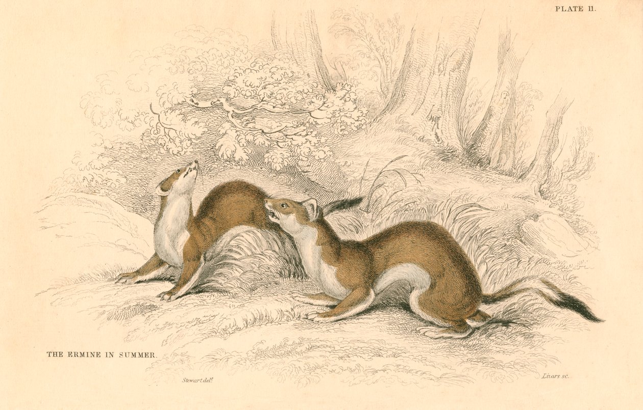 Stoat Mustela Erminea, Member of the Weasel Family, 1828 by Unbekannt