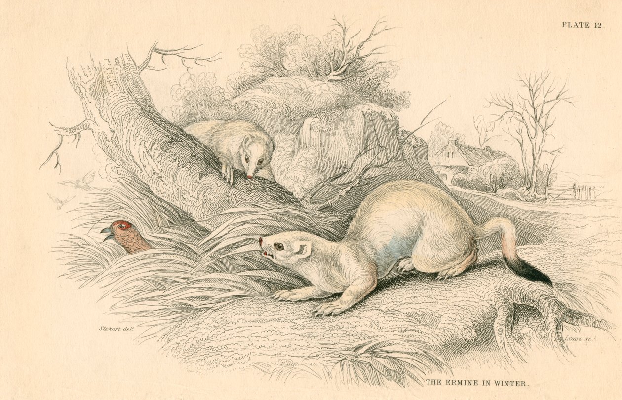 Stoat Mustela erminea, member of the weasel family, 1828 by Unbekannt