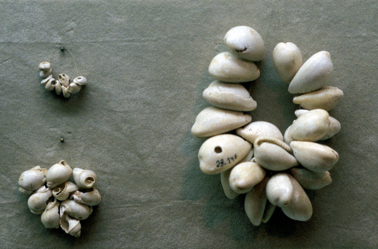 Strings of Cowrie Shells by Unbekannt