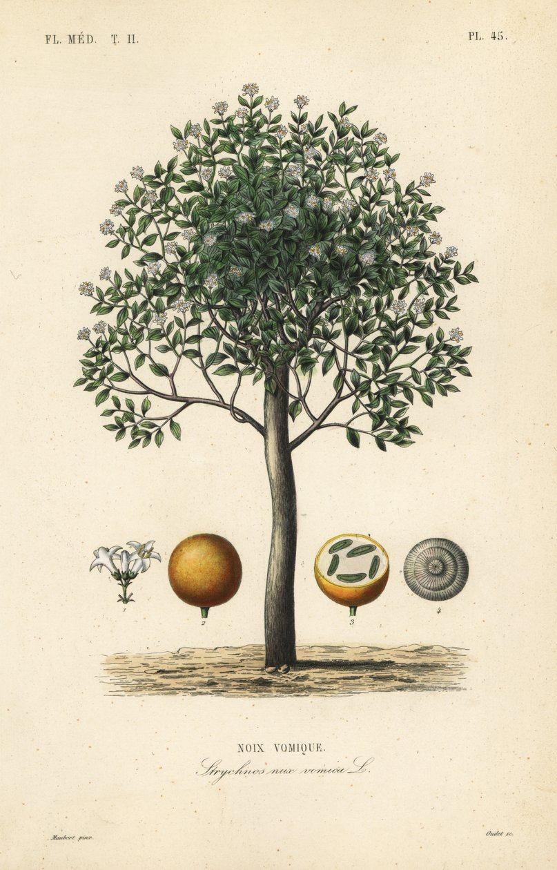 Strychnine tree, nux vomica, poison nut or semen strychnos by Unbekannt