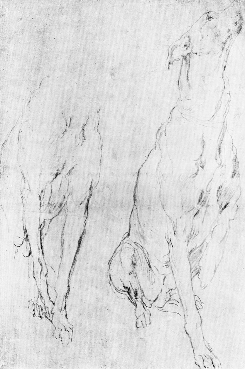 Study for the Greyhound in the Portrait of the Duke of Richmond by Unbekannt