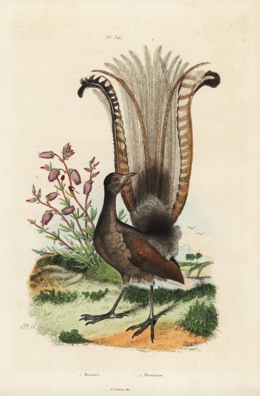 Superb lyrebird, Menura novaehollandiae, and false azalea, Menziesia ferruginea by Unbekannt