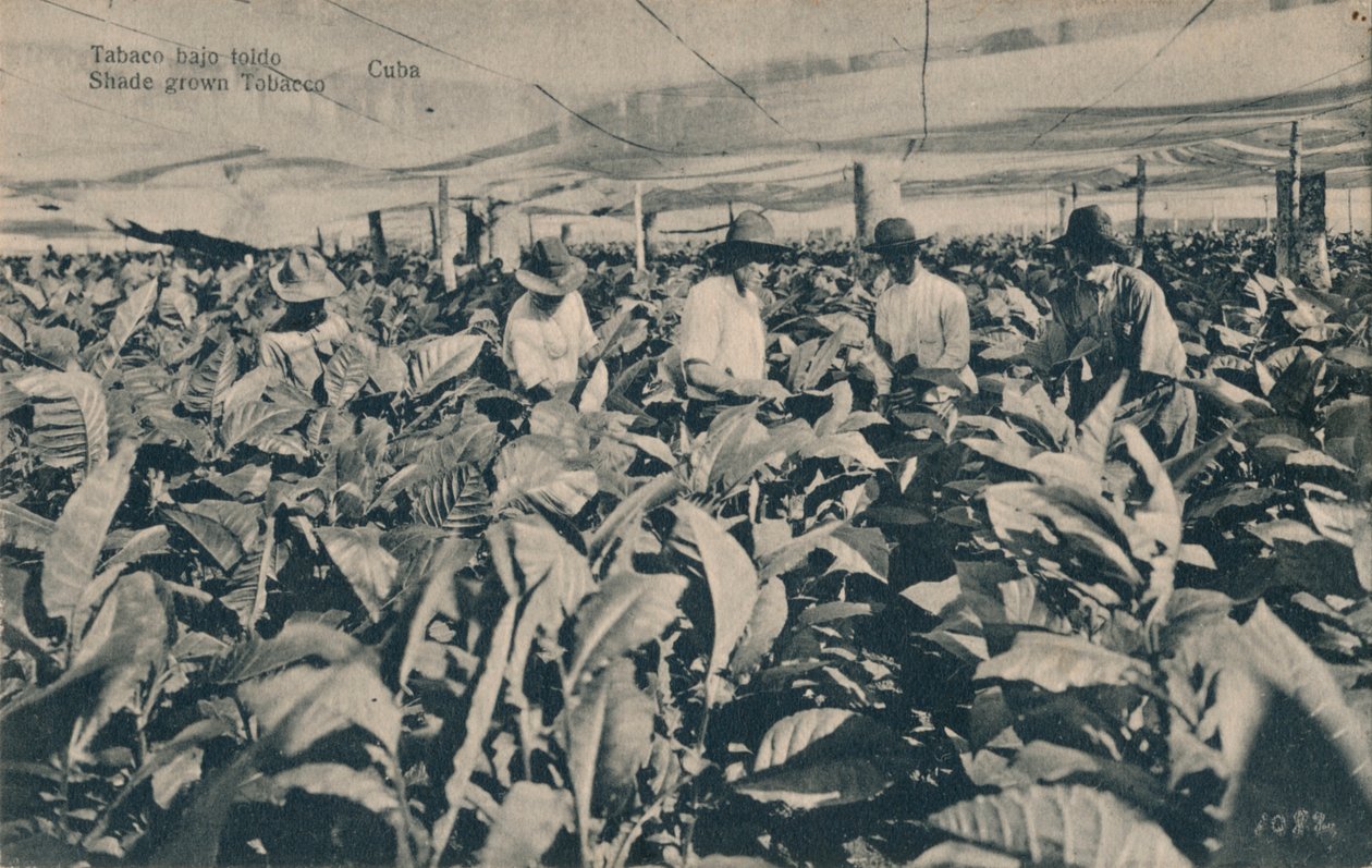 Shade grown Tobacco - Cuba by Unbekannt