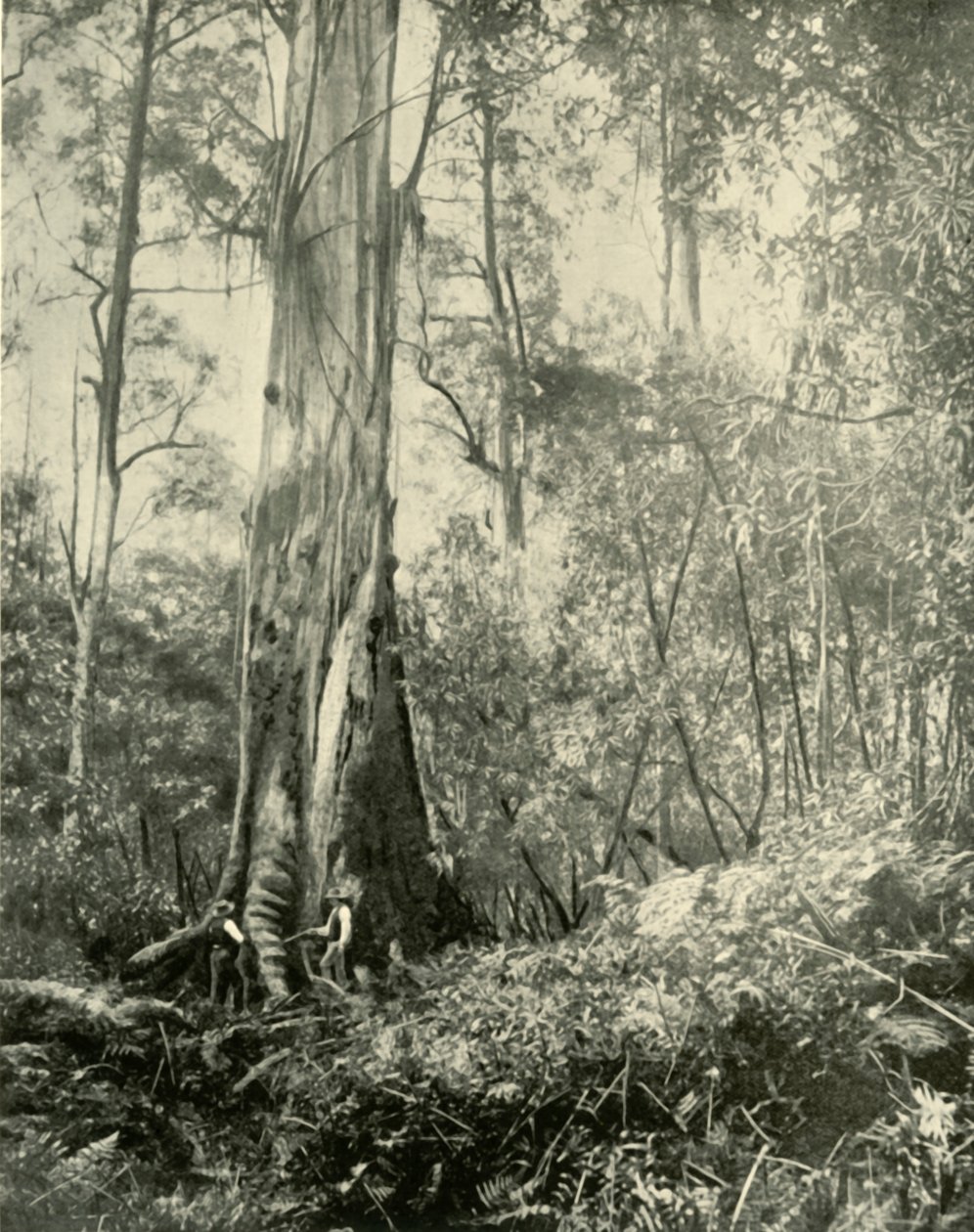 The Baron, a Noted Tall Tree by Unbekannt