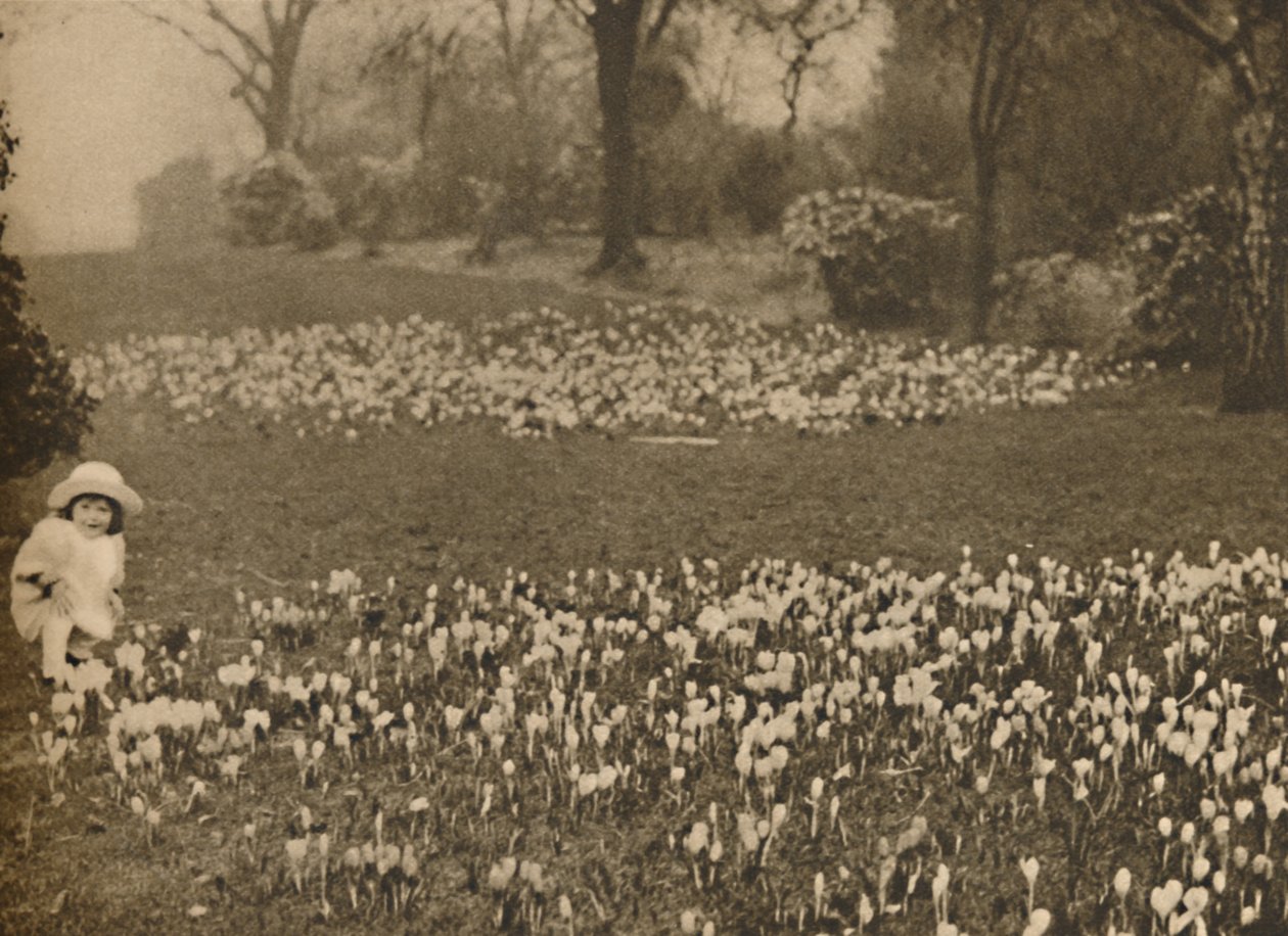 The Crocus Carpet of Spring by Unbekannt