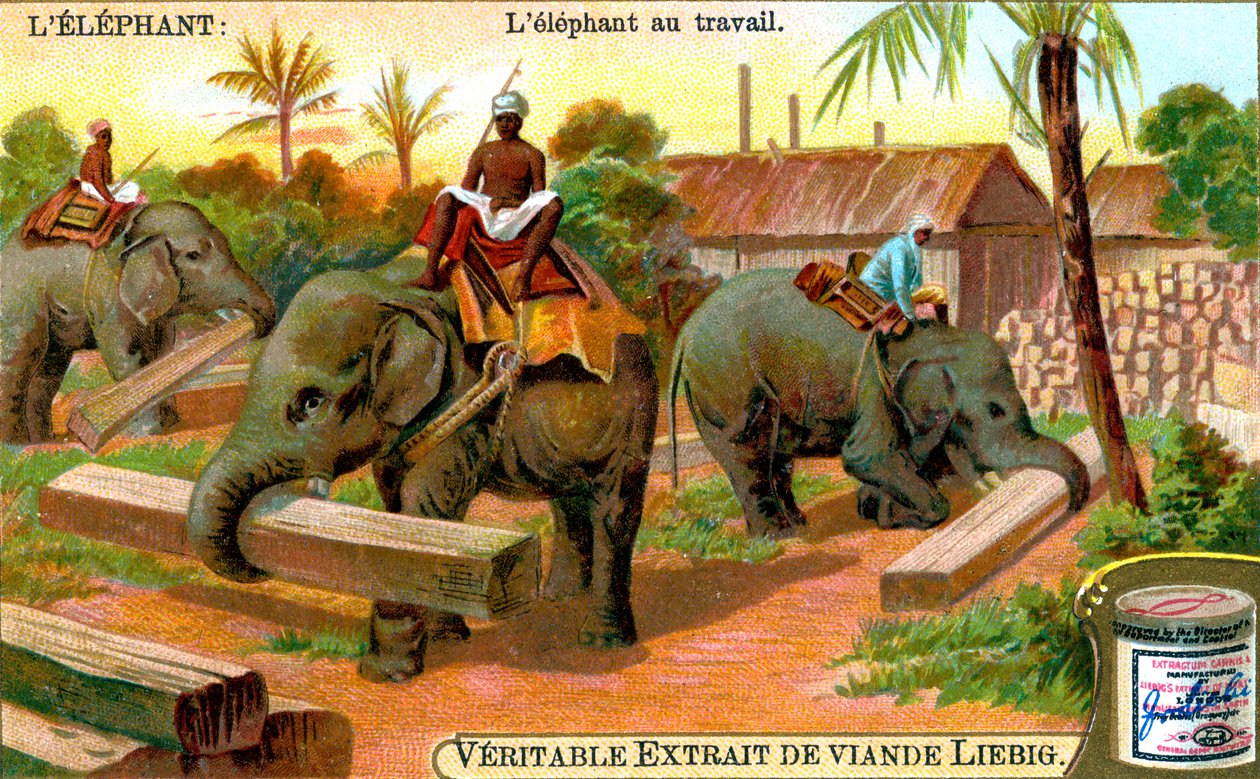 The Elephant at Work, c1900 by Unbekannt