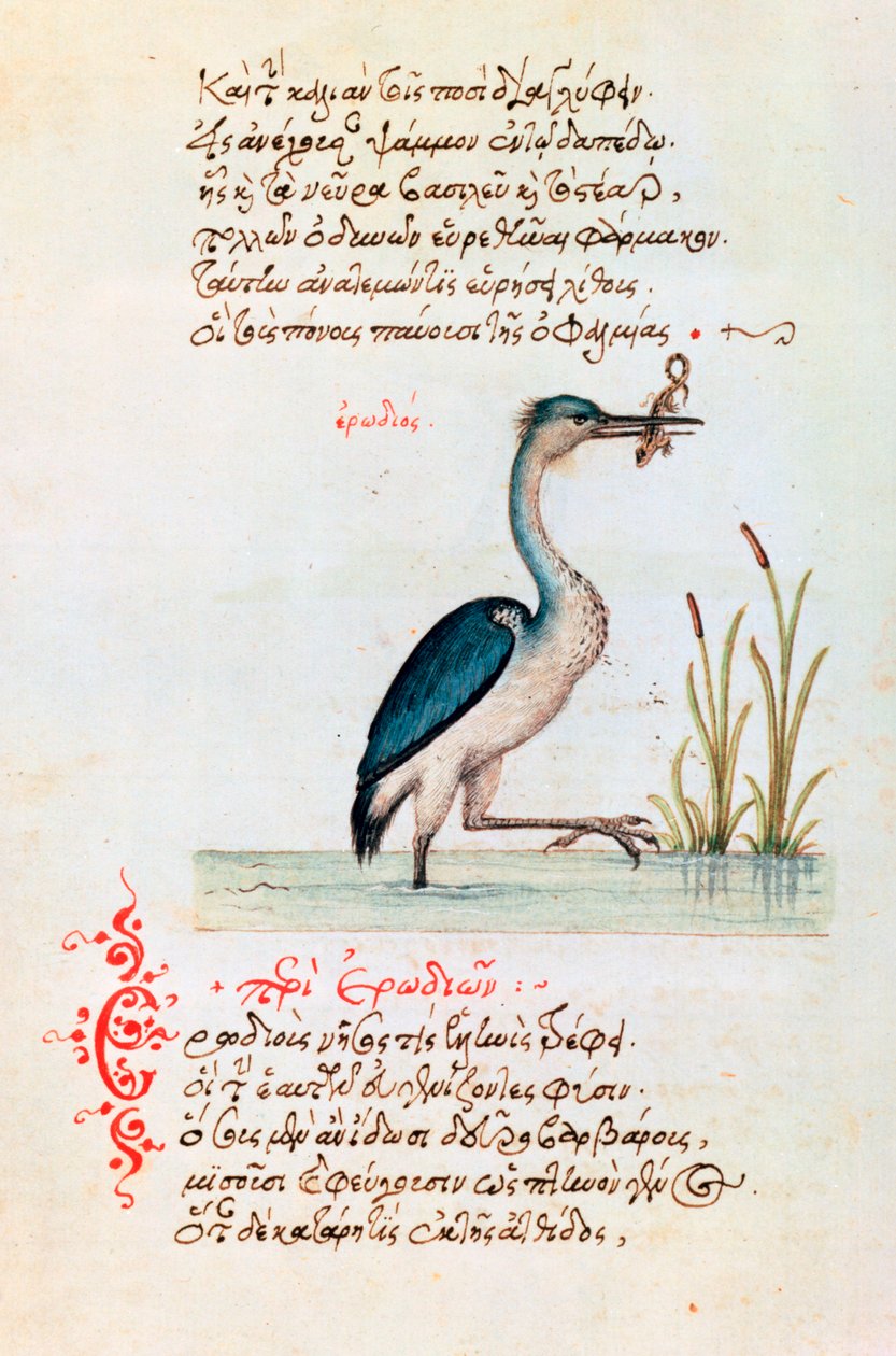 The Heron, 1564 by Unbekannt
