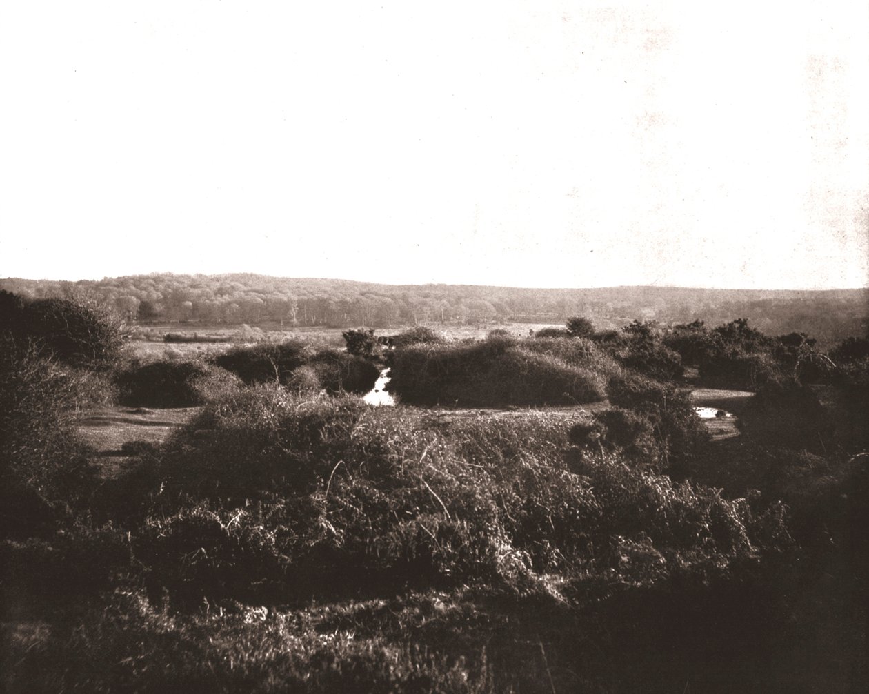 The New Forest, Hampshire by Unbekannt