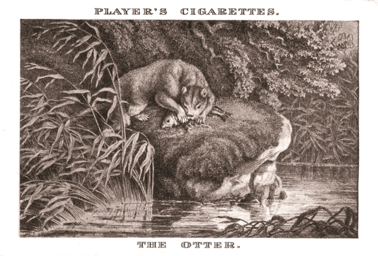 The Otter, 1924 by Unbekannt