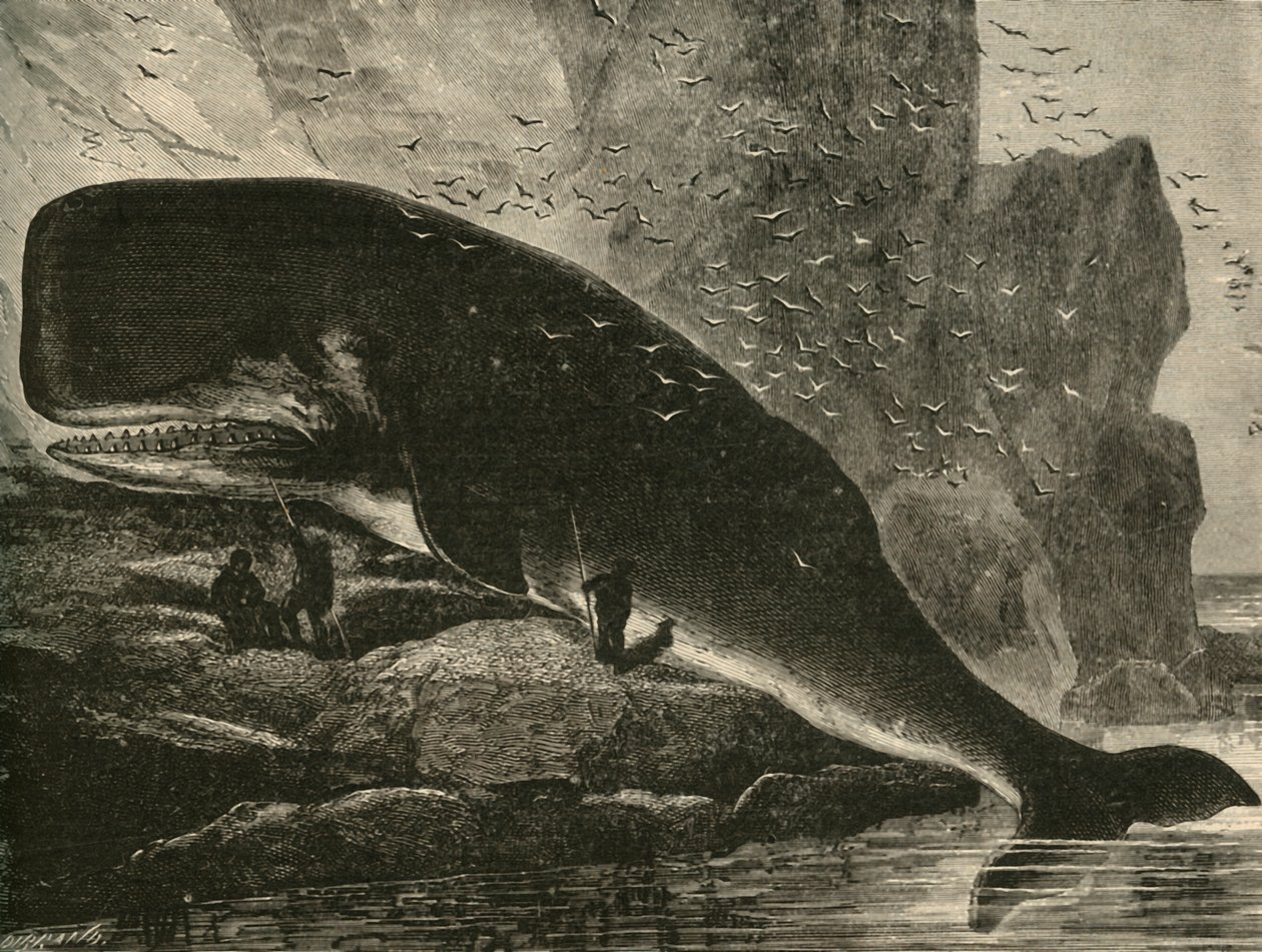 The Sperm-Whale, 1882 by Unbekannt