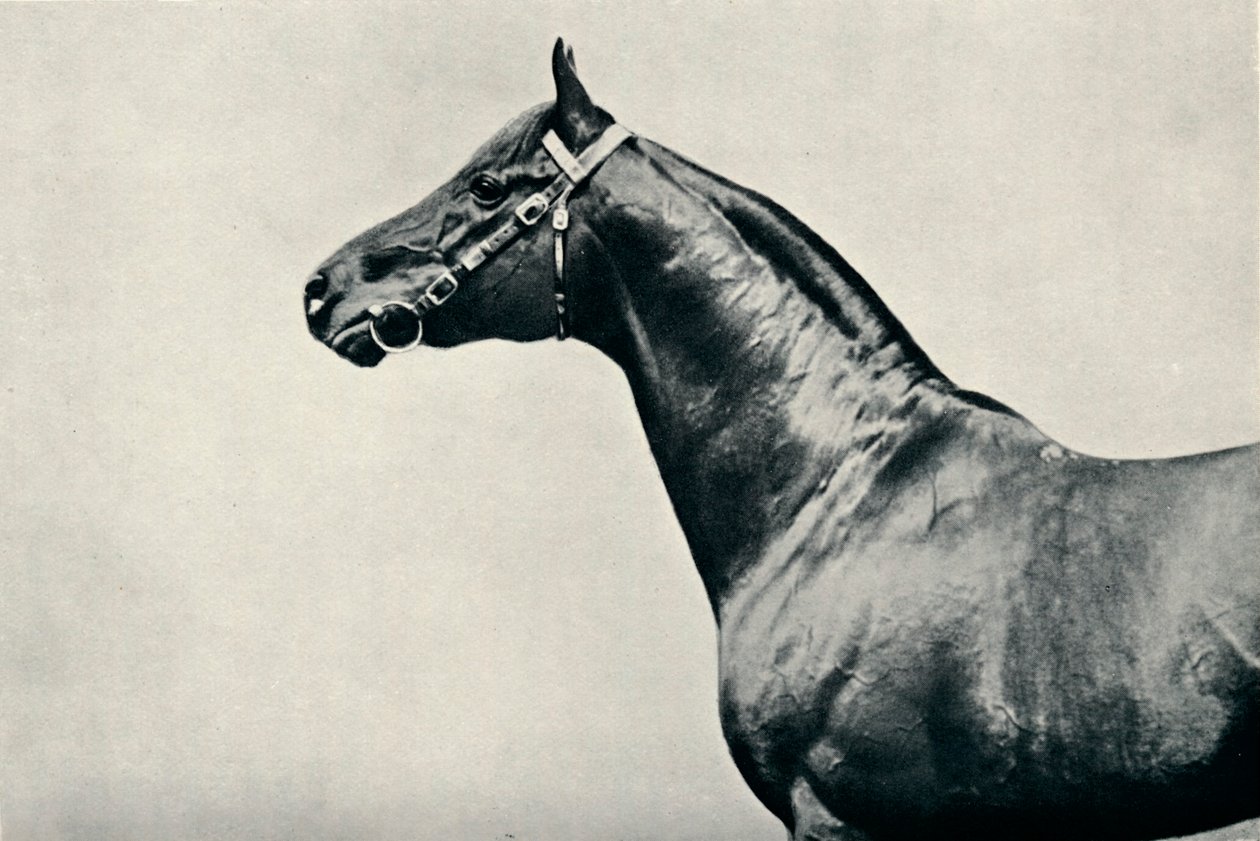The head of thoroughbred racehorse, Radium, c1910 by Unbekannt