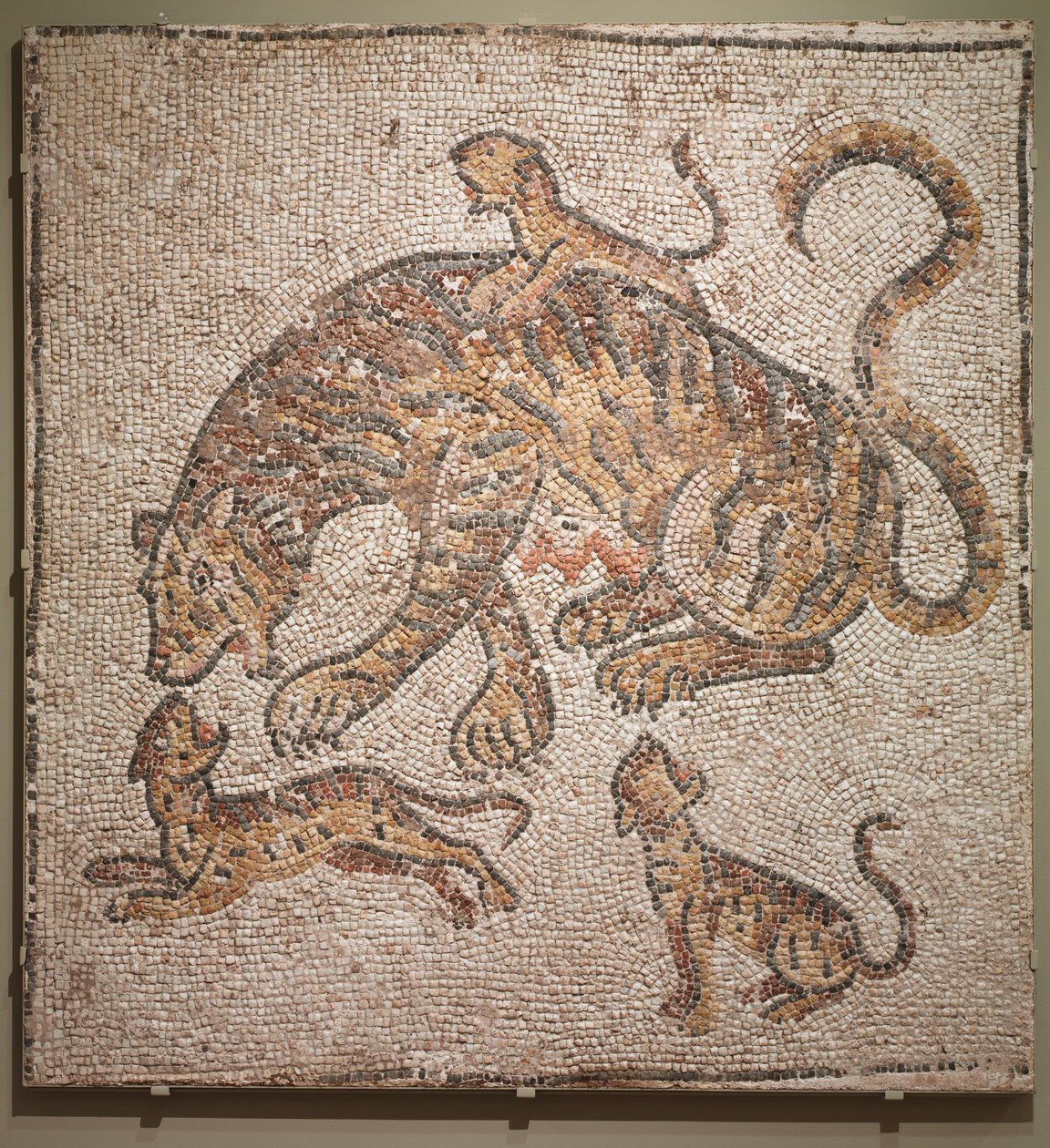 Tigress and Cubs, 300s by Unbekannt