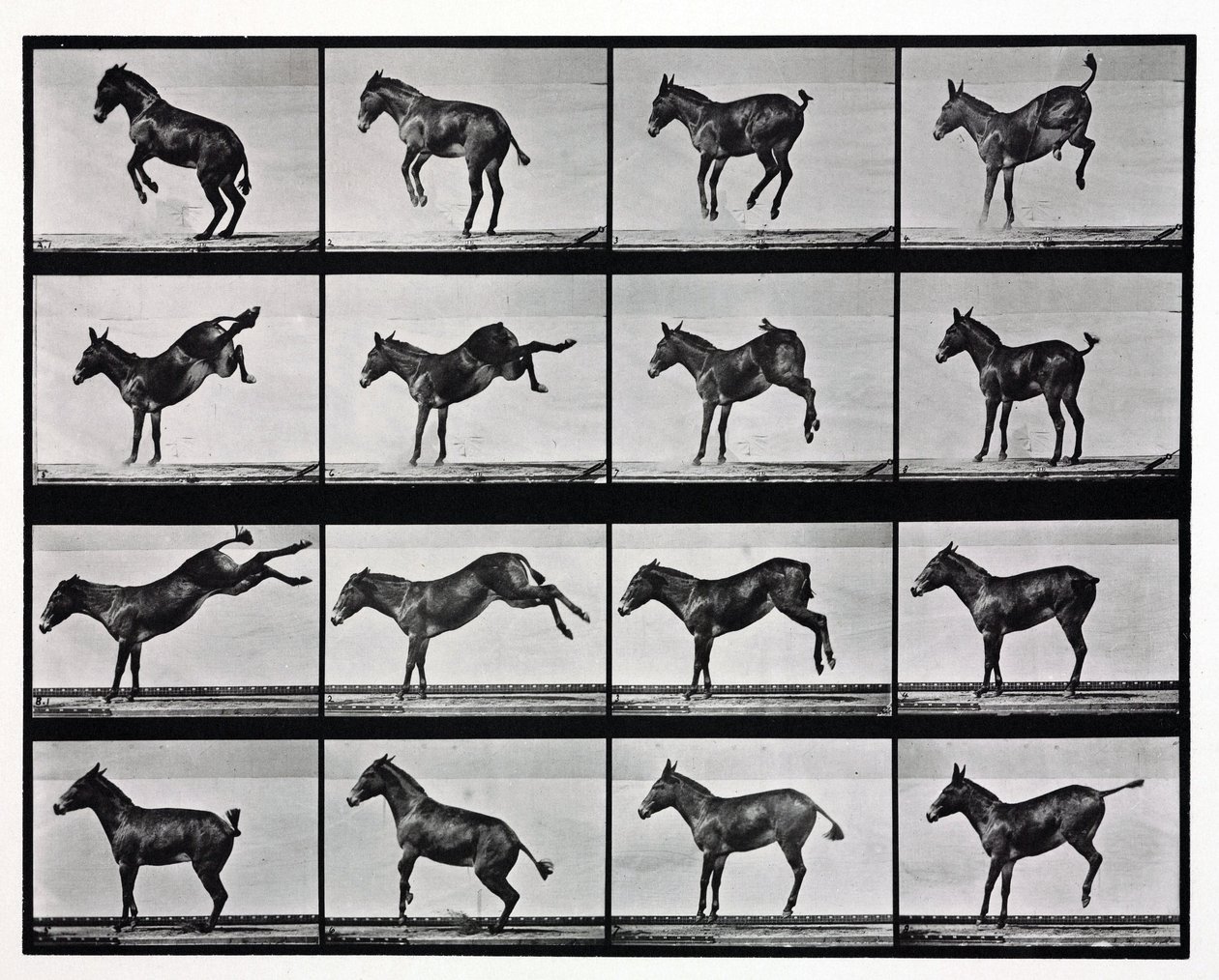 Time-Lapse Photographs of a Mule Kicking by Unbekannt