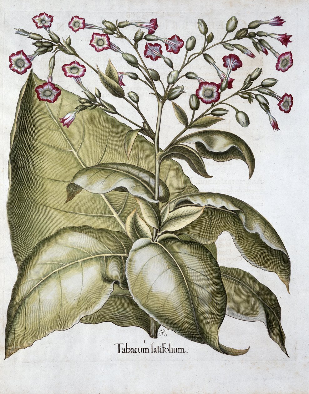 Tobacco plant, 1613 by Unbekannt