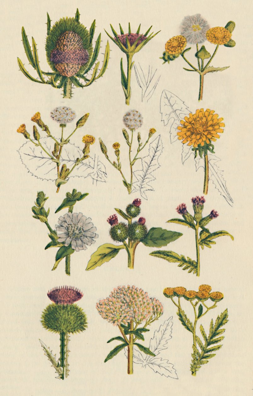 Varieties of British Wildflowers, 1947 by Unbekannt