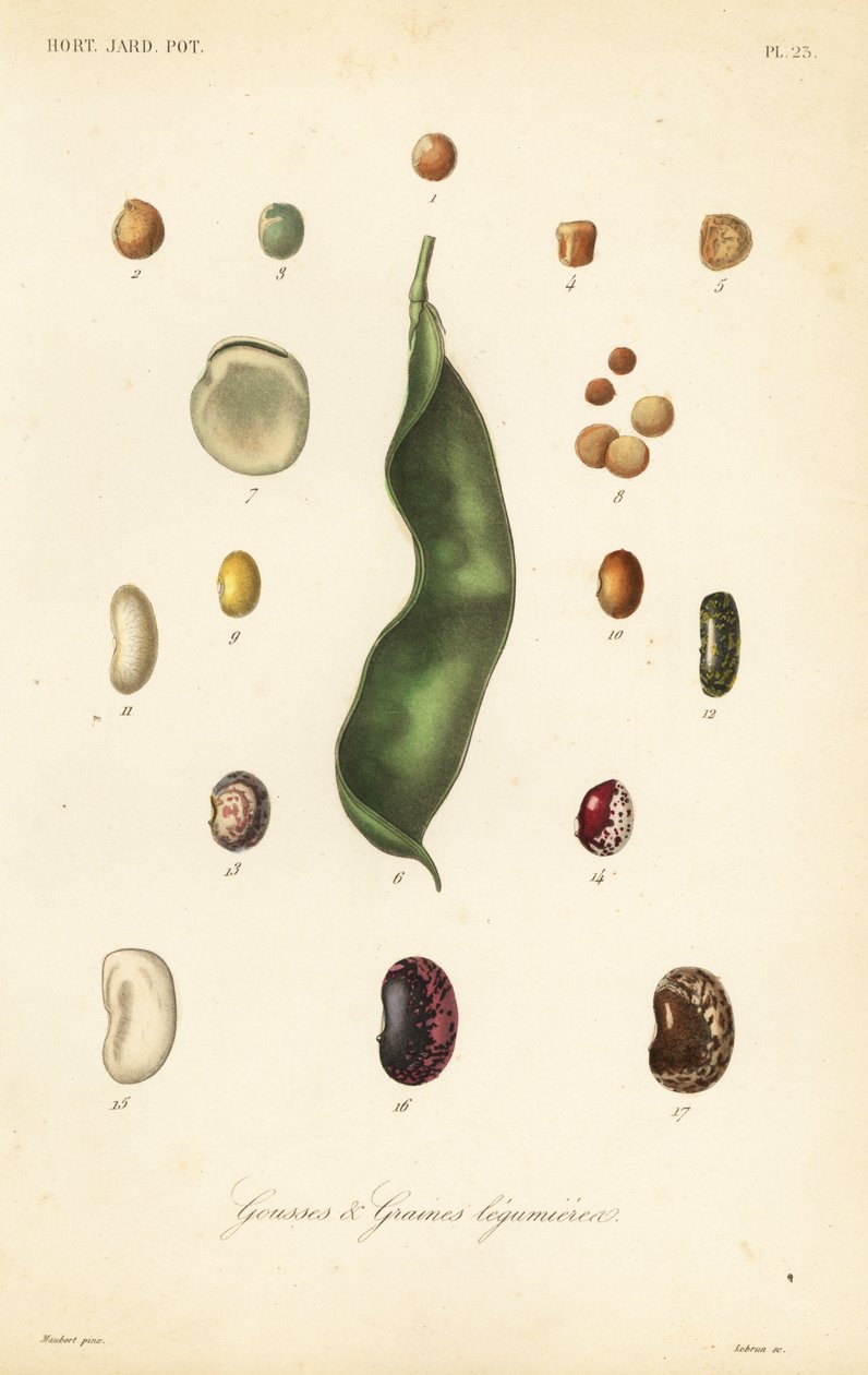 Varieties of peas and beans by Unbekannt