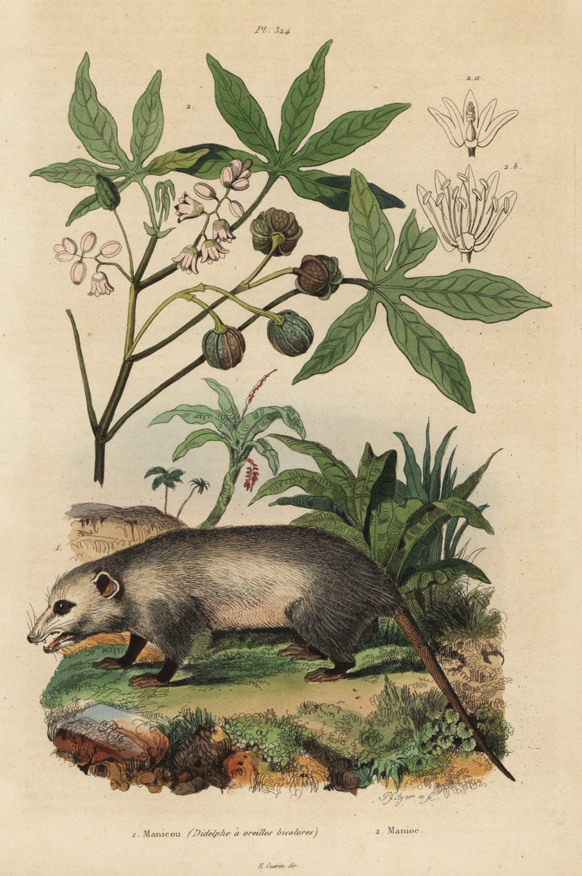 Virginia opossum, Didelphis virginiana, and cassava or yuca, Manihot esculenta by Unbekannt