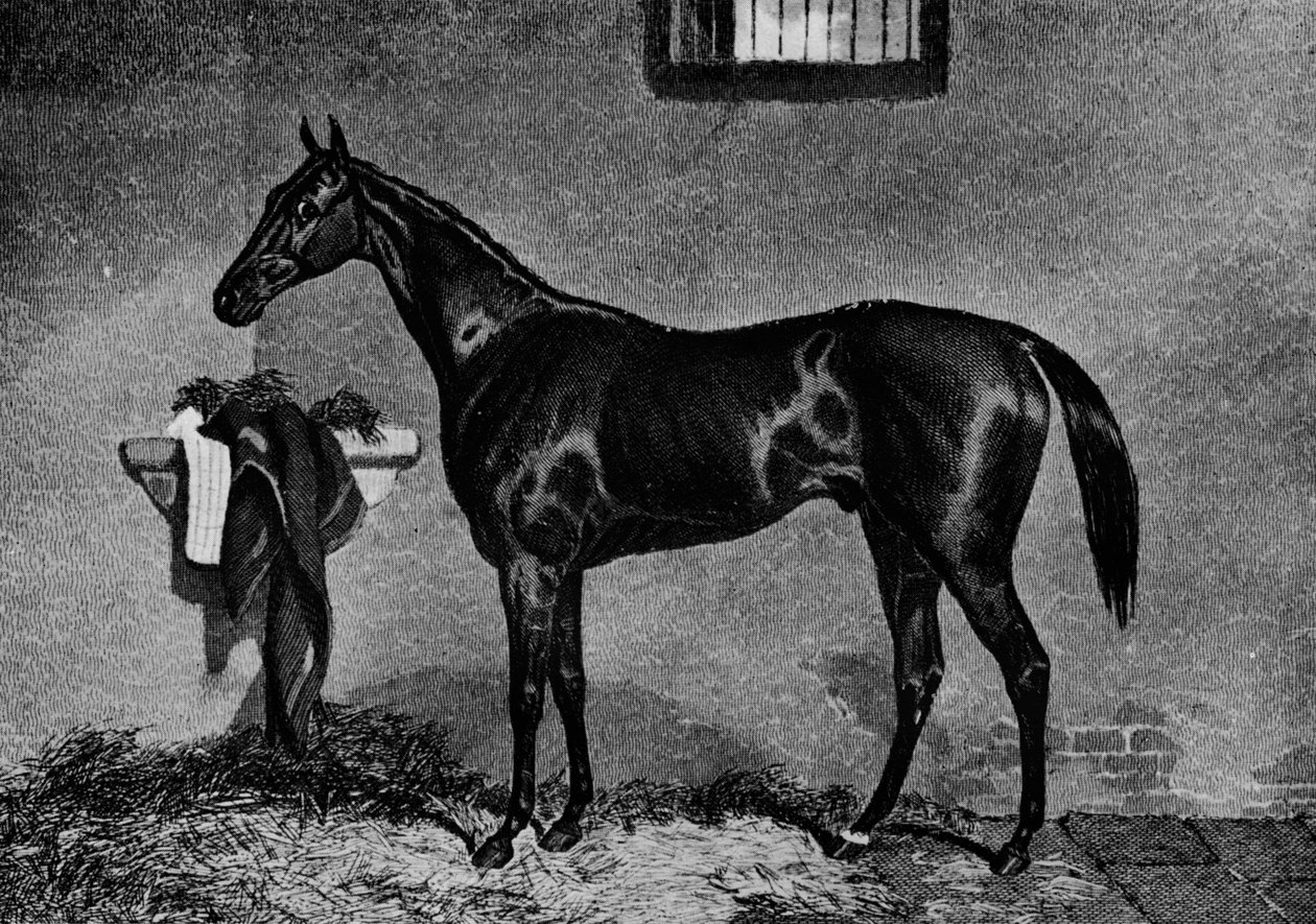 Voltigeur, 1847-1874, 1911 by Unbekannt